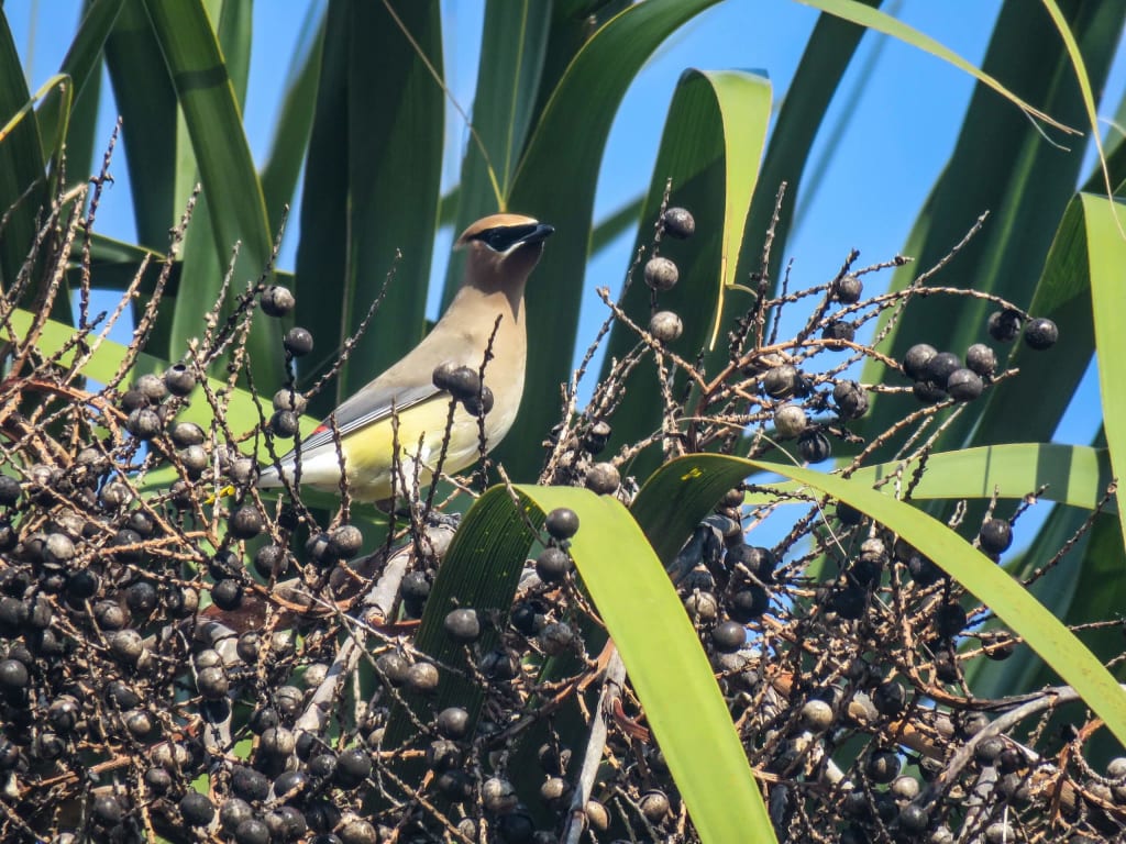 Waxwing with palmetto berries